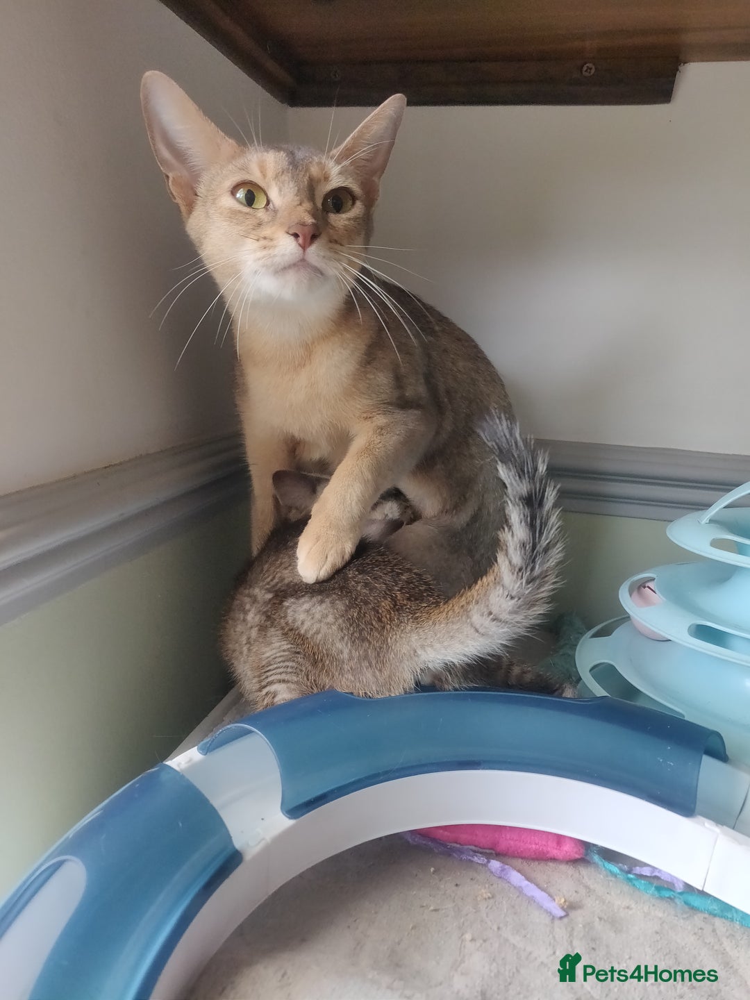 Mixed Breed cats for sale: Abyssinian x Snow Bengal  - Image 11