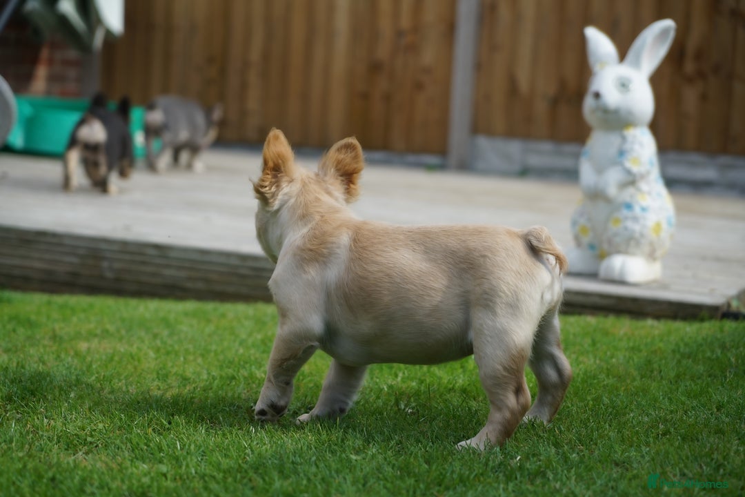 French Bulldog dogs for sale: Exceptional KC Fluffy French Bulldog Puppies - Image 16