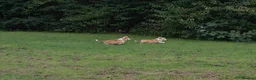 Welsh Corgi Pembroke dogs for sale: Corgi Puppies for Loving Homes – 1 Male, 1 Female - Advert 10