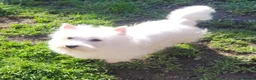 West Highland Terrier dogs for sale:  KC Reg. lovely West Highland White Terrier girl  - Advert 9