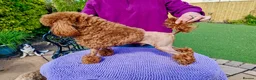 Toy Poodle dogs for stud: KC reg Toy Poodle STUD - Advert 2