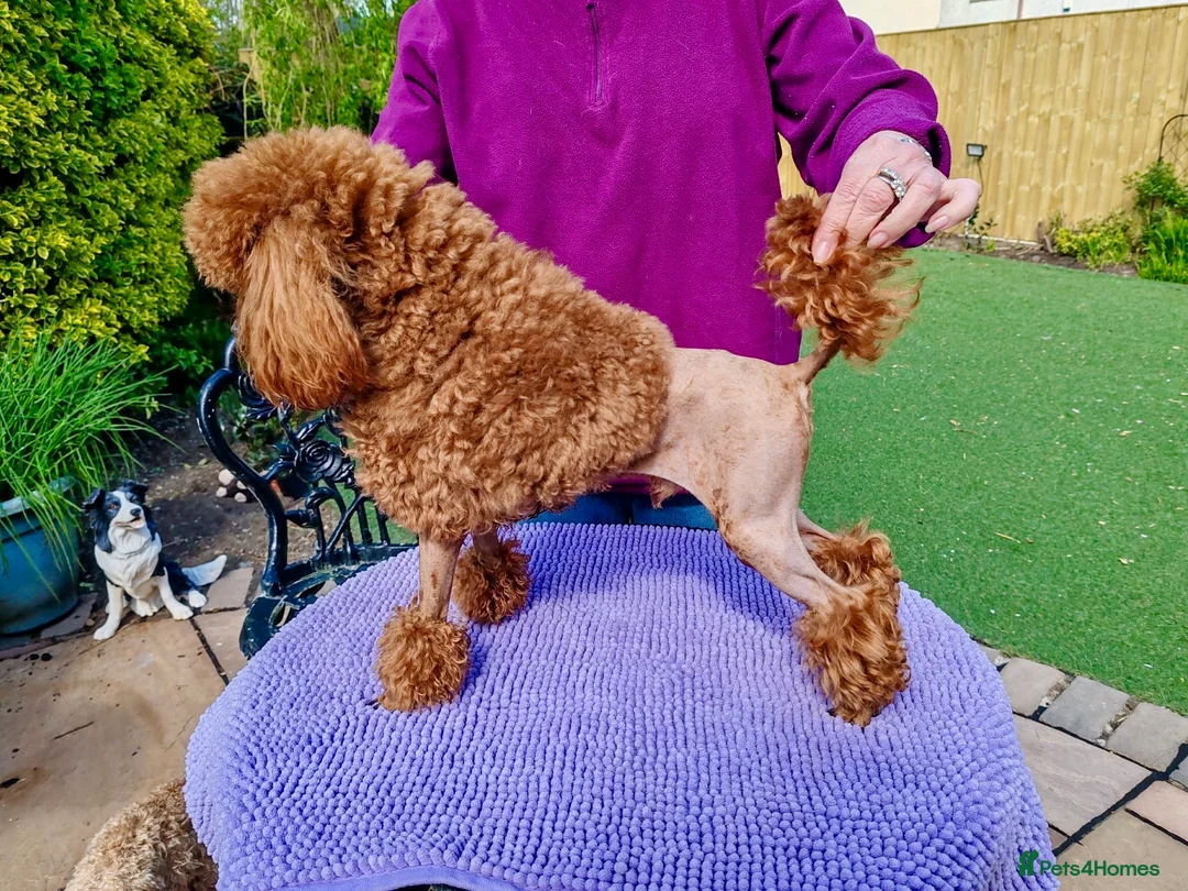 Toy Poodle dogs for stud: KC reg Toy Poodle STUD - Advert 2