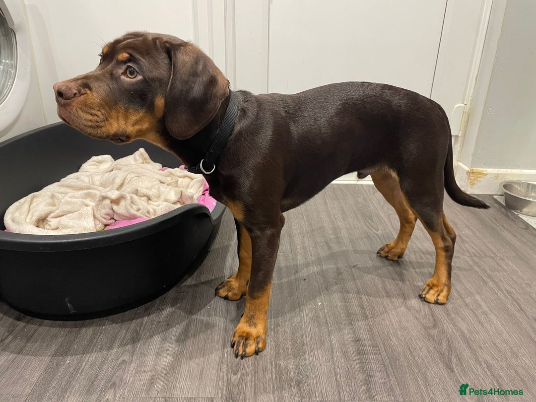 Mixed Breed dogs for sale: Charlie  - Advert 3