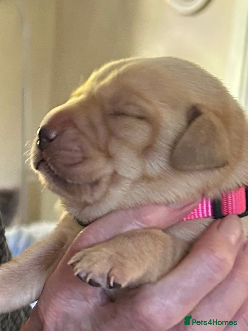 Labrador Retriever dogs 8 Labrador retriever puppies for sale - Advert 10