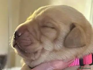 Labrador Retriever dogs 8 Labrador retriever puppies for sale - Advert 10