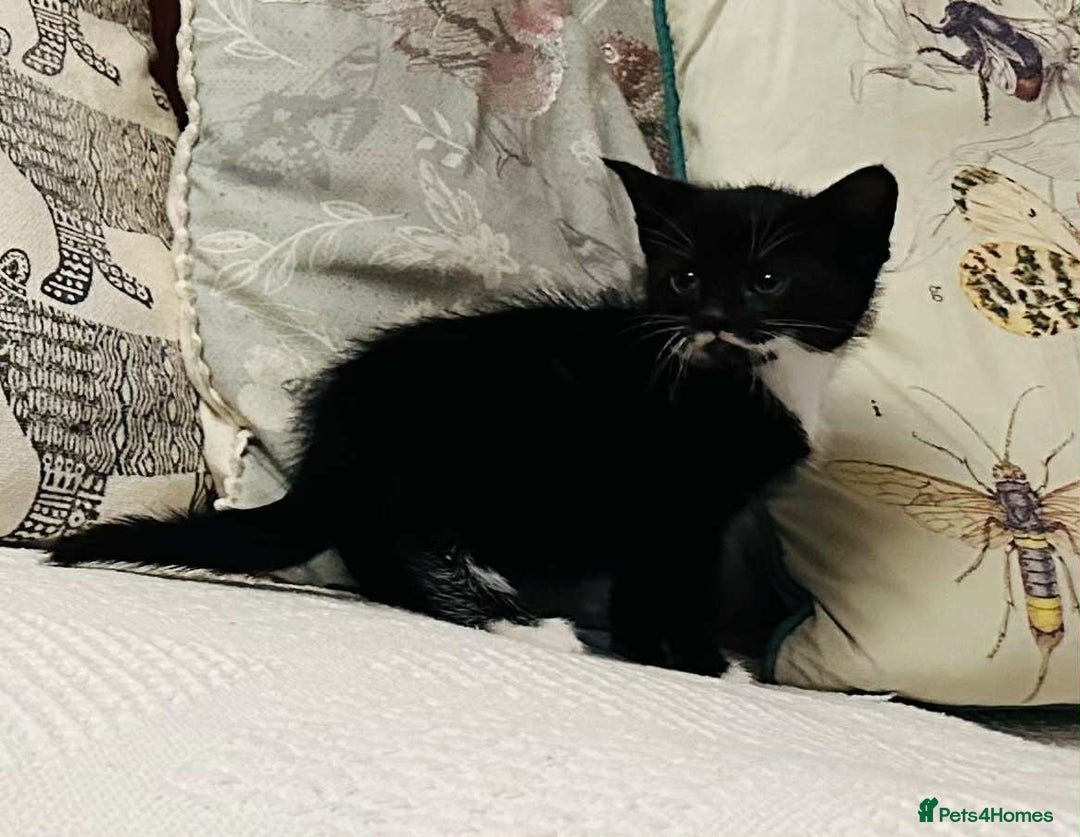 Mixed Breed cats for sale: Kittens  - Image 16