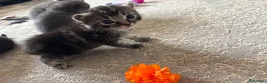 Mixed Breed Kitten 4