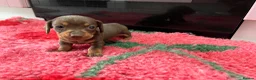 Miniature Dachshund dogs for sale: KC Reg Miniature Dachshund Puppies - PRA Clear  - Advert 9