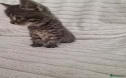 Mixed Breed cats for sale: Maine coon mixed kitchens - Image 10