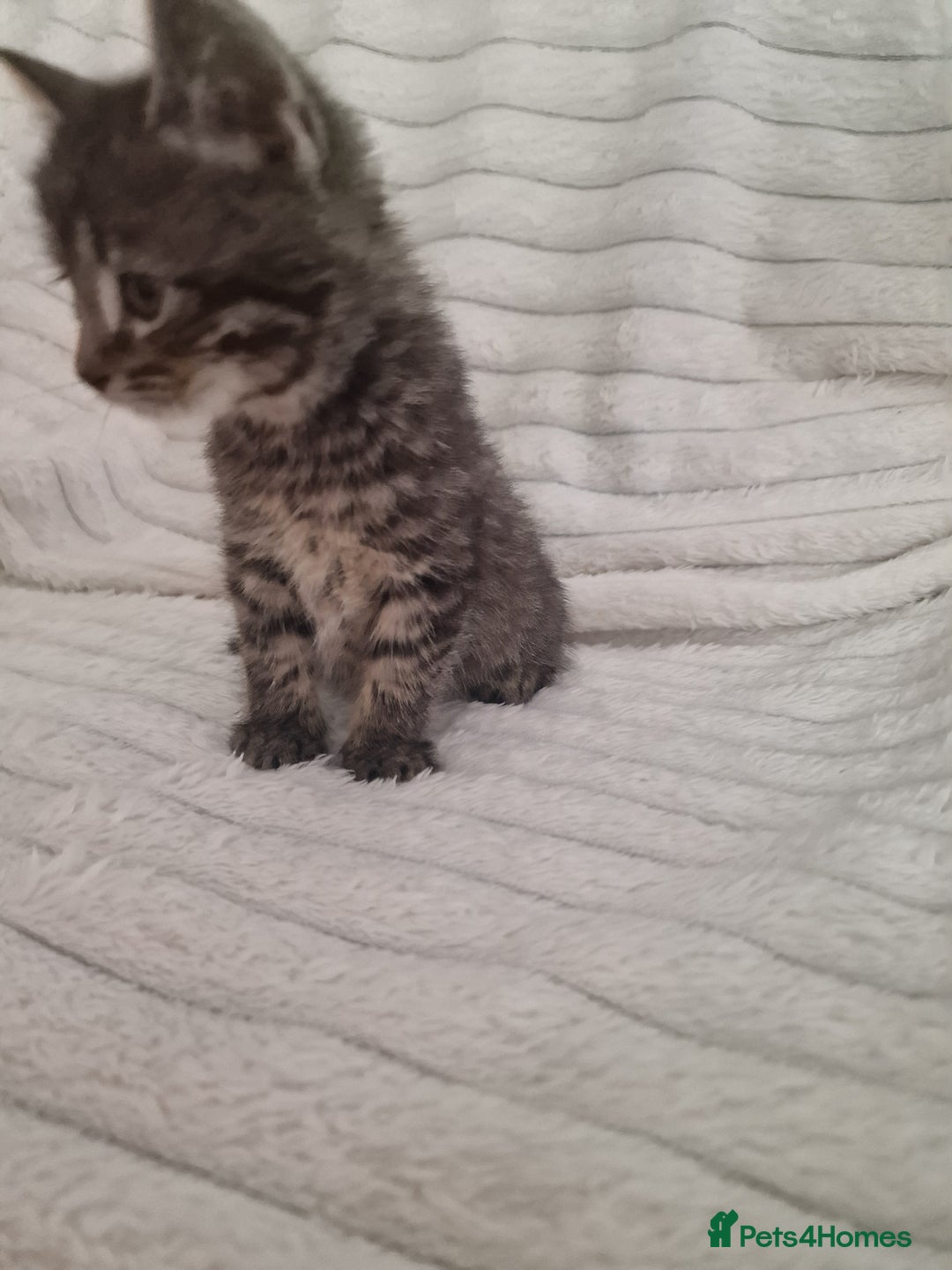 Mixed Breed cats for sale: Maine coon mixed kitchens - Image 10
