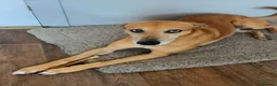 Mixed Breed dogs for sale: 2x greyhound/saluki cross, 6yr old, both male - Advert 3