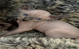 Sphynx cats for sale: 🖤 Sphynx Kittens for Sale – Ready August 🐾 - Image 24