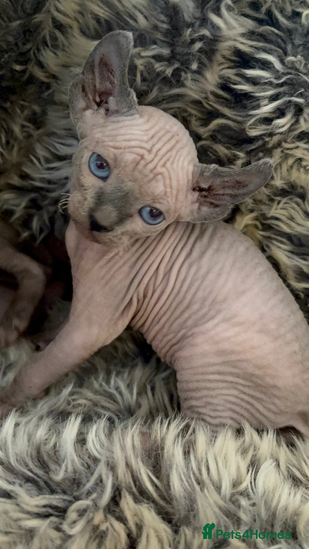 Sphynx cats for sale: 🖤 Sphynx Kittens for Sale – Ready August 🐾 - Image 24