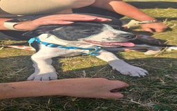 Mixed Breed dogs for sale: Absolutely gorgeous oreo - Image 6
