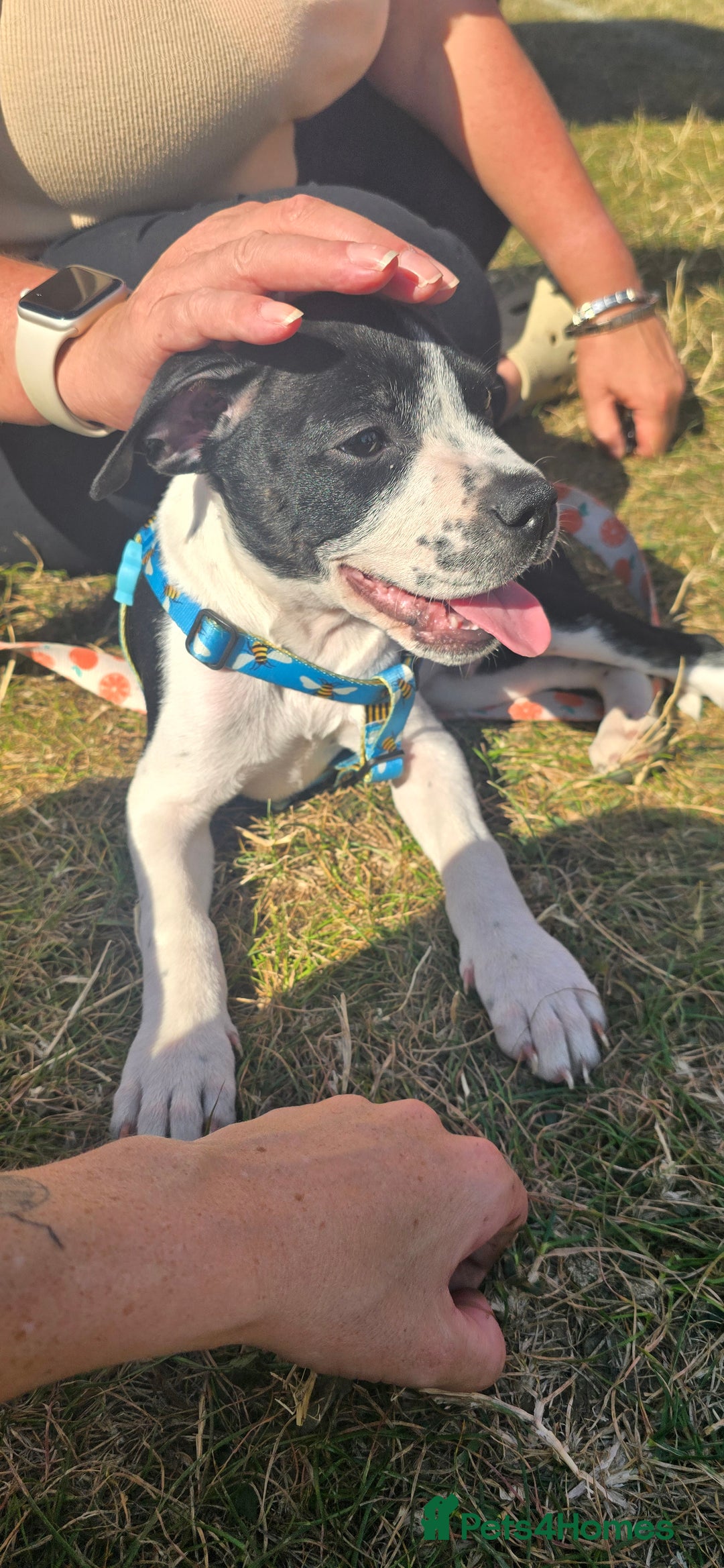 Mixed Breed dogs for sale: Absolutely gorgeous oreo - Image 6