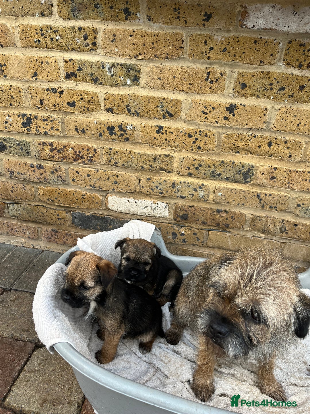 Border Terrier dogs for sale: Stunning border terries  - Advert 14