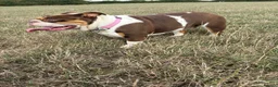 English Bulldog dogs for sale: English bulldog in Swindon - Advert 4