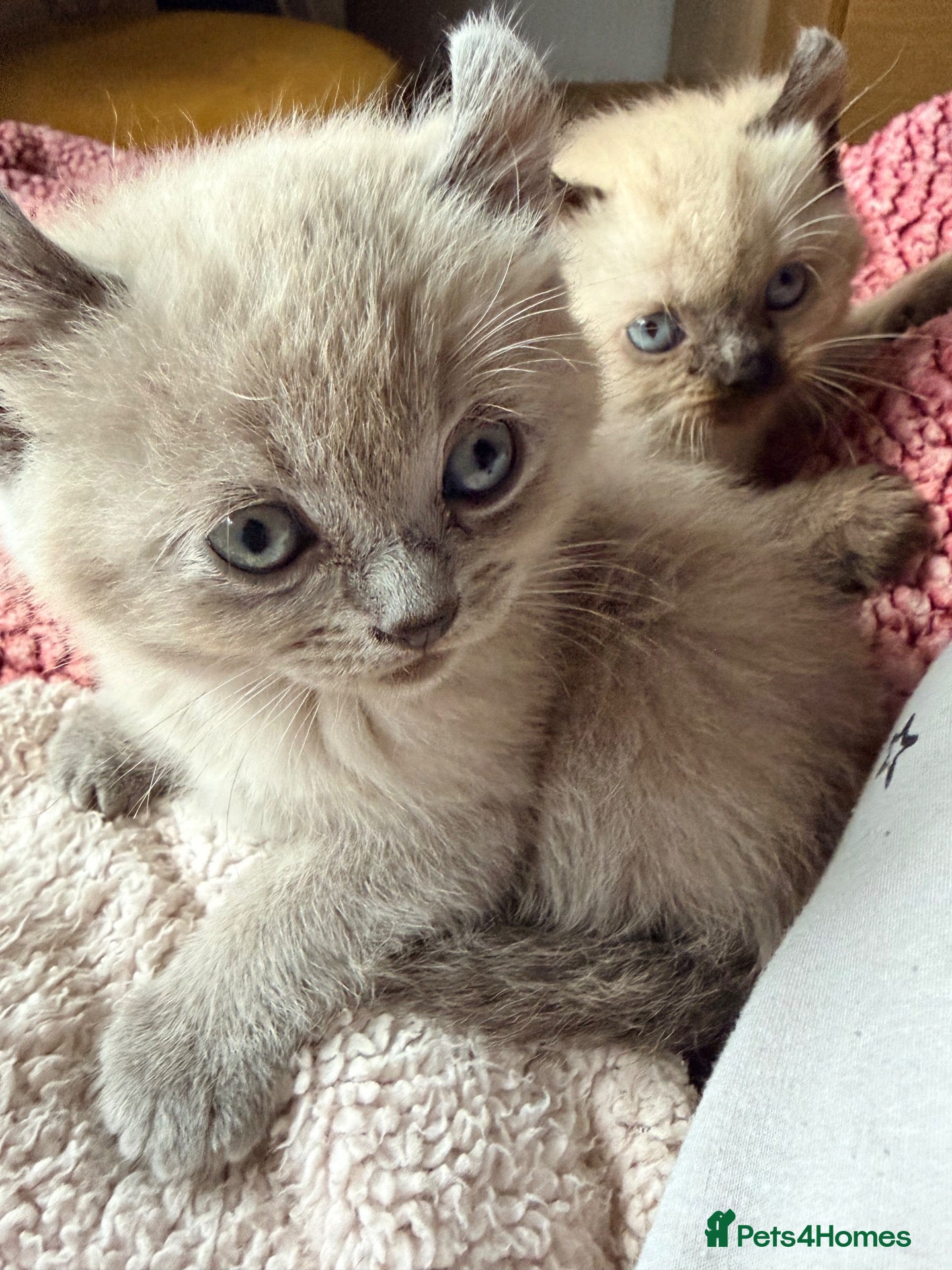 Persian cats Persian kittens for sale  - Advert 2