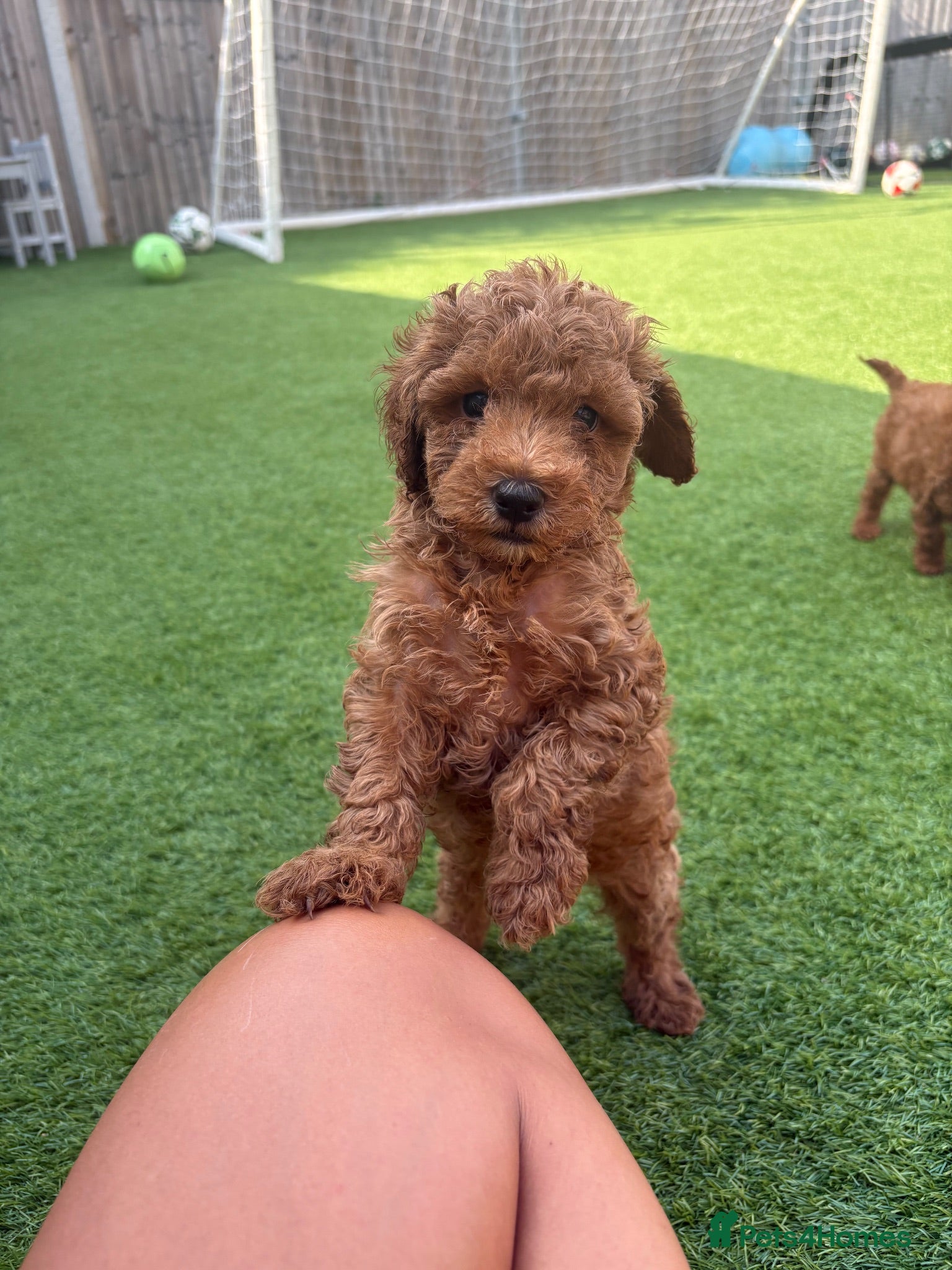 Toy Poodle dogs KC reg toy poodle puppies - Advert 1