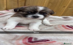 Mixed Breed dogs for sale: Jack Russell cross Shih Tzu puppies for sale  - Image 4