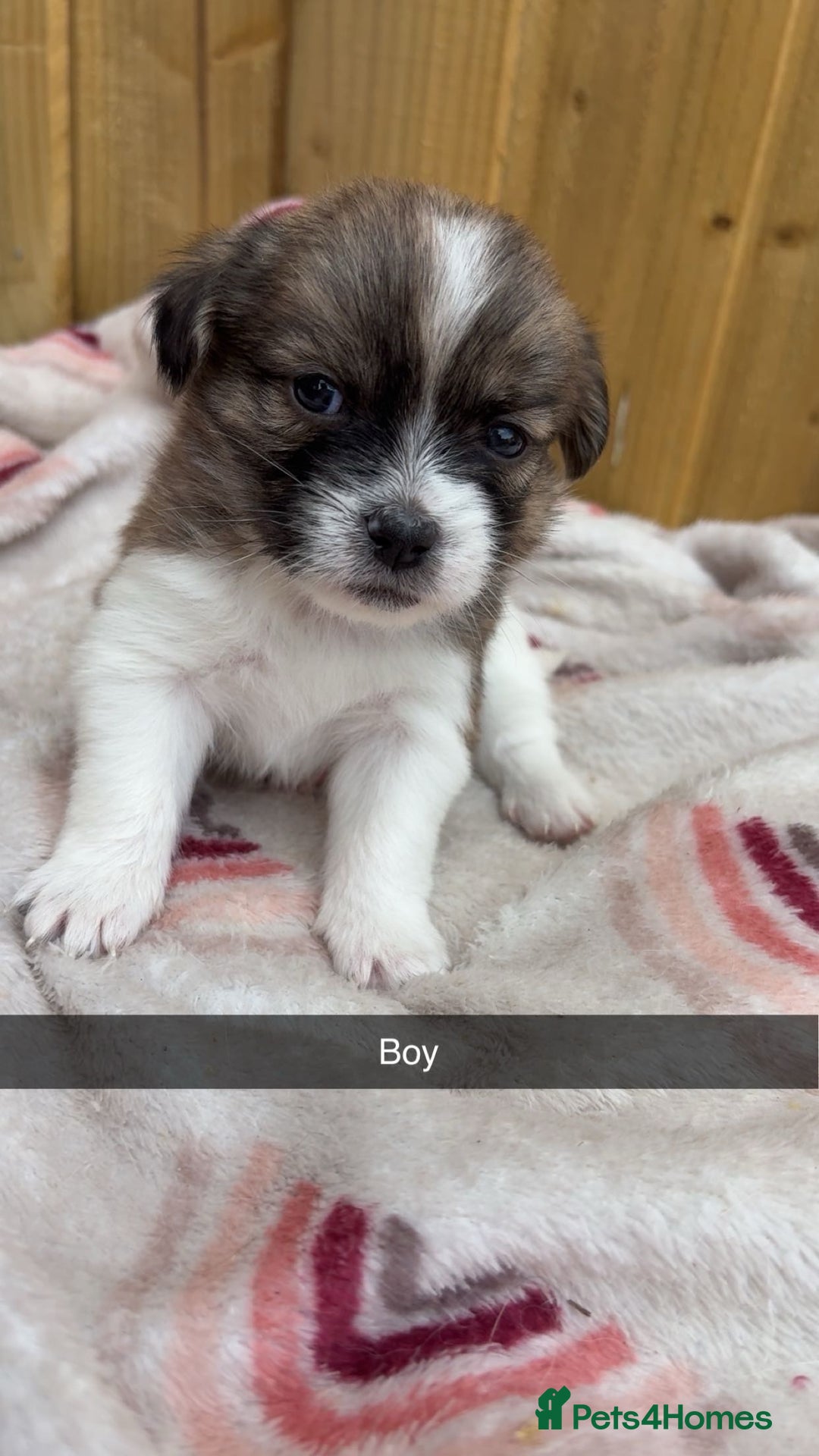 Mixed Breed dogs for sale: Jack Russell cross Shih Tzu puppies for sale  - Image 4