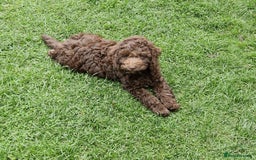 Cockapoo dogs for sale: Cockerpoo 1 boy (brown) and 1 girl (Merle)  - Image 11