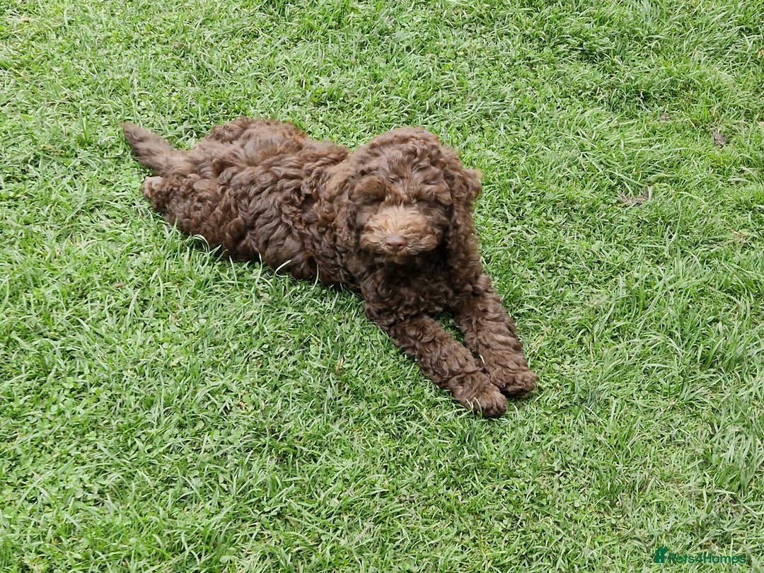 Cockapoo dogs for sale: Cockerpoo 1 boy (brown) and 1 girl (Merle)  - Image 11