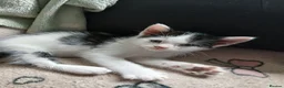 Mixed Breed cats for sale: Beautiful adorable little kitten - Advert 3