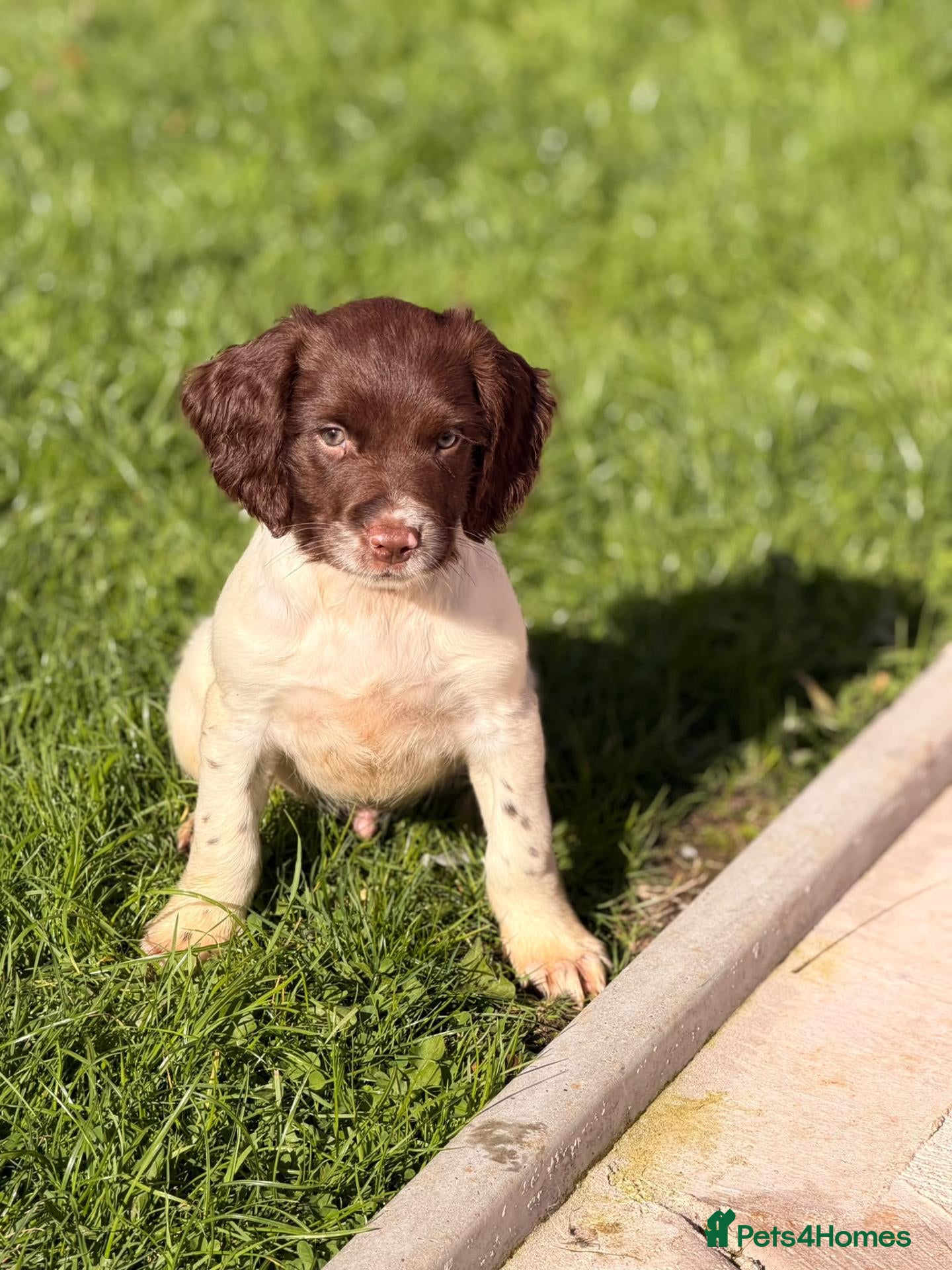 English Springer Spaniel dogs English Springer Spanel (KC Reg, Vet tail dock)  - Advert 17