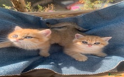 British Shorthair cats for sale: British Golden Shorthair kittens GCCF  - Image 5