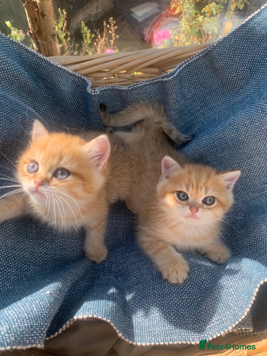 British Shorthair cats for sale: British Golden Shorthair kittens GCCF  - Image 5