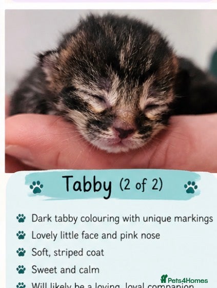Mixed Breed cats Beautiful Unique Kittens Now Available to Reserve - Advert 2