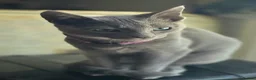 Russian Blue cats for sale: Russian Blue boy , N.London - Advert 14