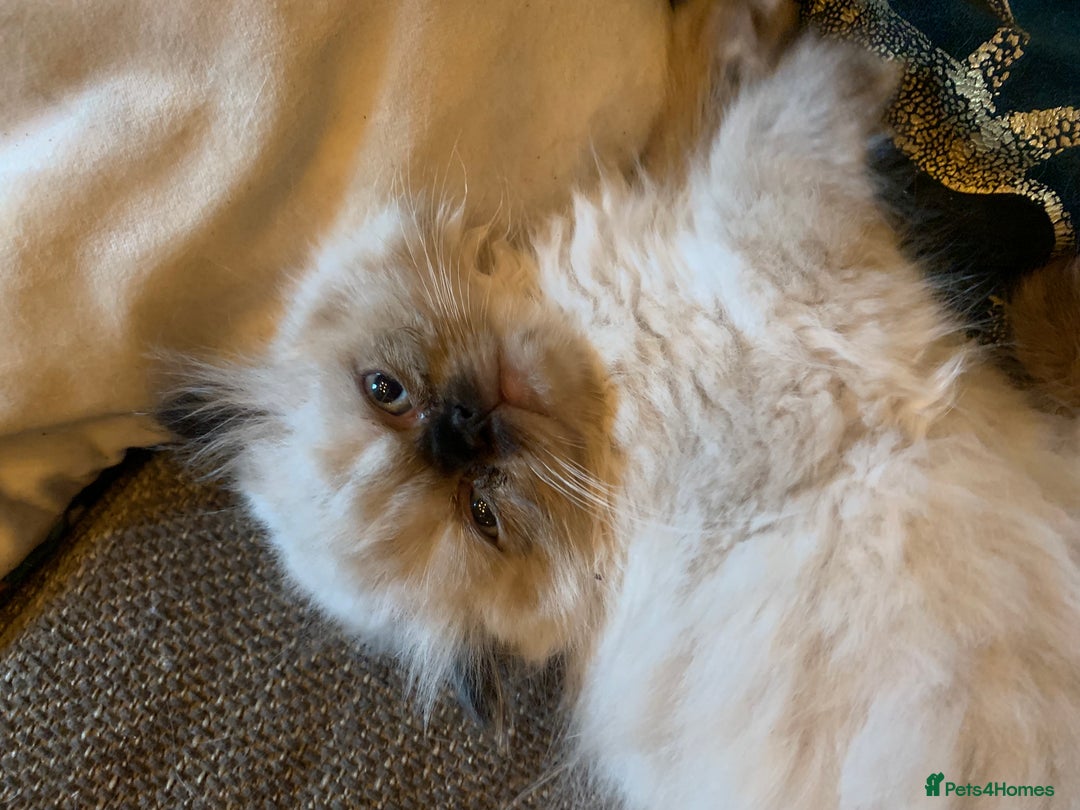 Persian cats for sale: Persian cross exotic  - Image 6