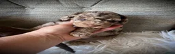 Cockapoo dogs for sale: Multi generation DNA Health Clear Cockapoo Pups  - Advert 16