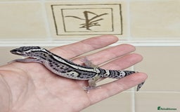 Leopard Gecko reptiles for sale: 1 LEFT Blacknight linage macksnows leopard geckos  - Image 7