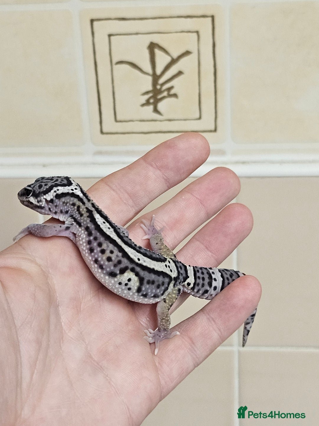 Leopard Gecko reptiles for sale: 1 LEFT Blacknight linage macksnows leopard geckos  - Image 7