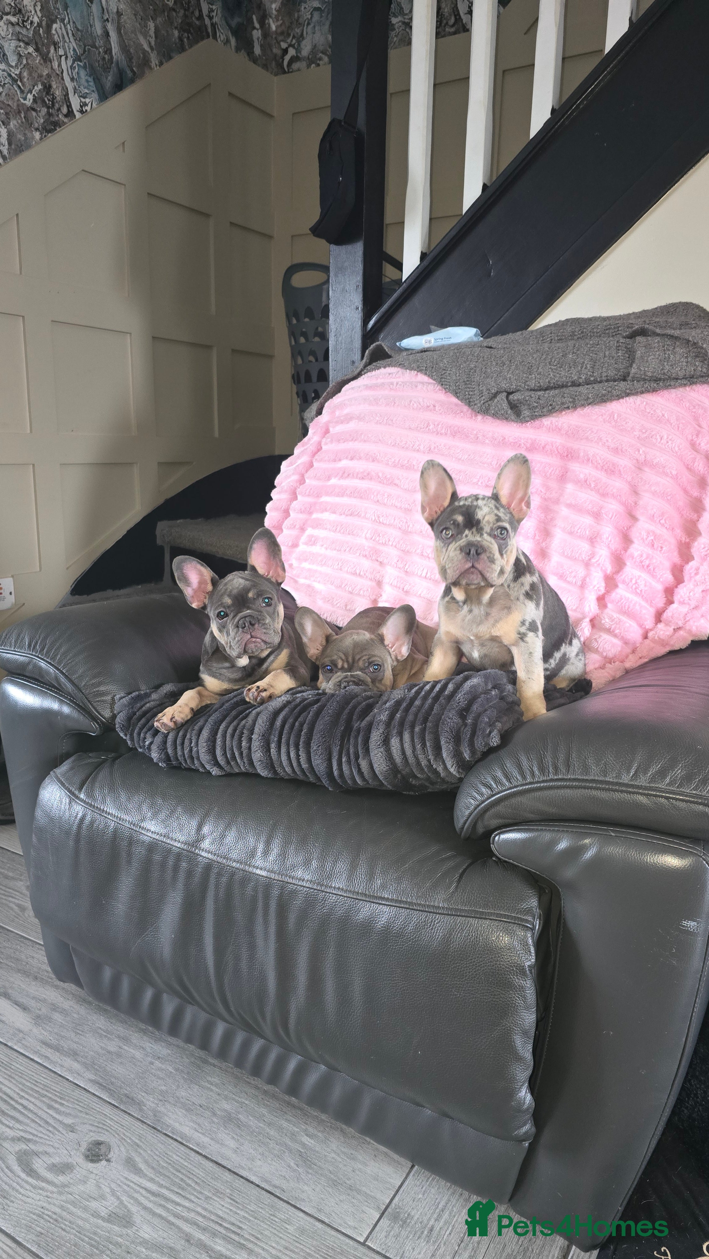French Bulldog dogs  french bulldog puppies ( ready now )  - Advert 8