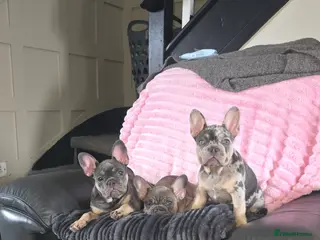 French Bulldog dogs french bulldog puppies ( ready now ) - Advert 8