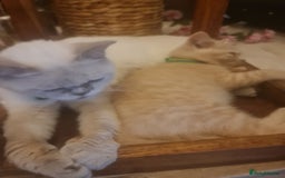 British Shorthair cats for sale: Adorable kittens  4 sweet home - Image 4