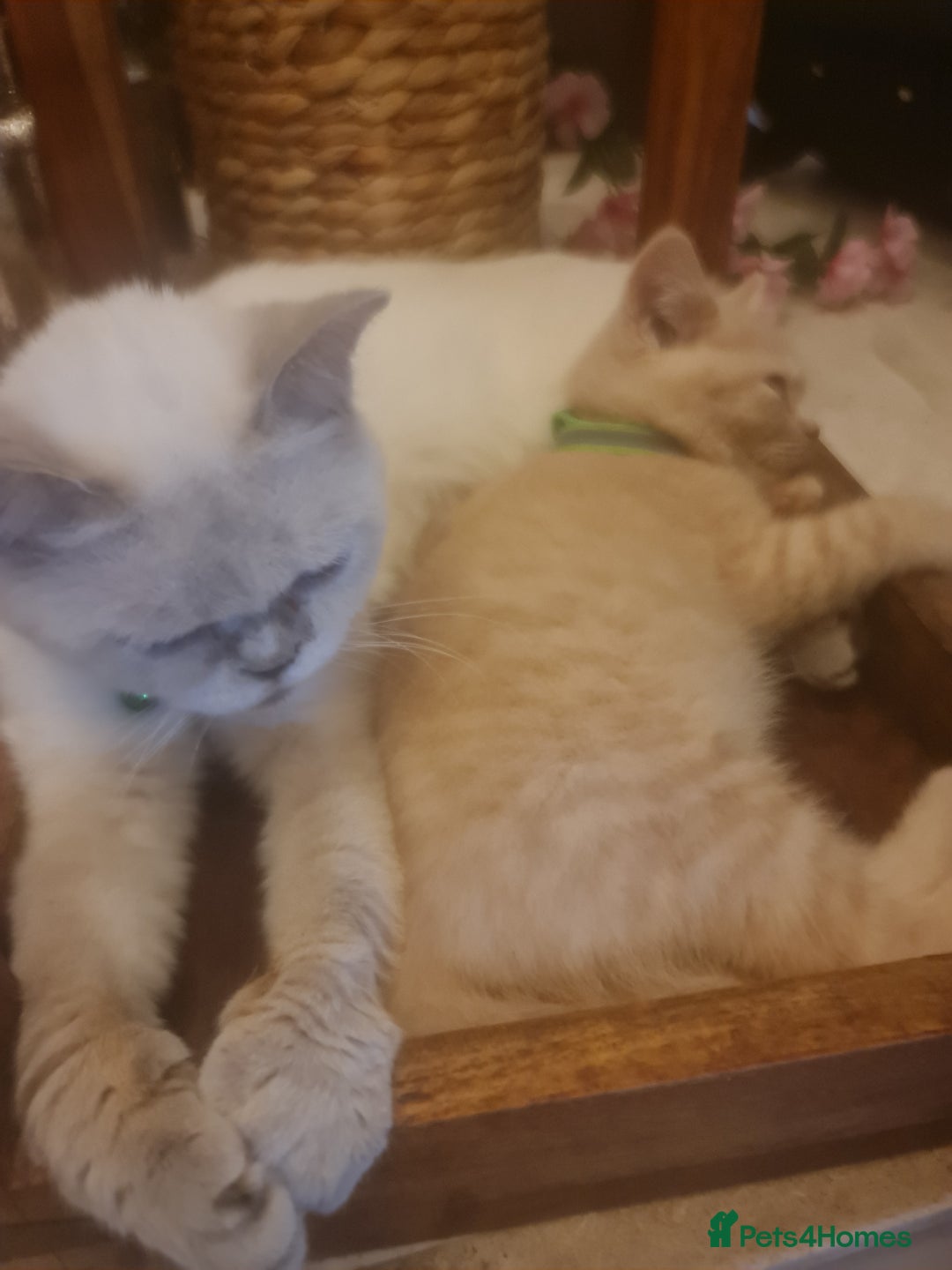 British Shorthair cats for sale: Adorable kittens  4 sweet home - Image 4