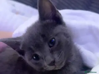 Russian Blue cats Russian blue female - Advert 1