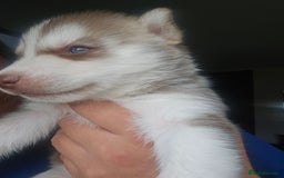 Siberian Husky dogs for sale: Gorgeous Litter of Husky Puppies - Image 18