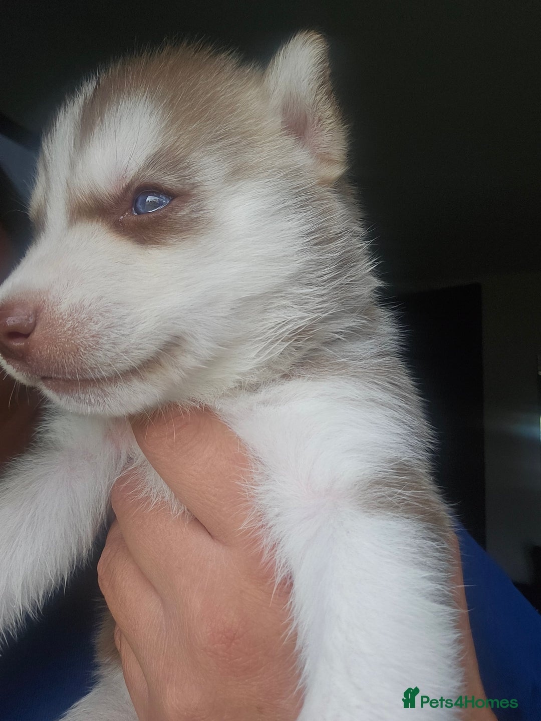 Siberian Husky dogs for sale: Gorgeous Litter of Husky Puppies - Image 18