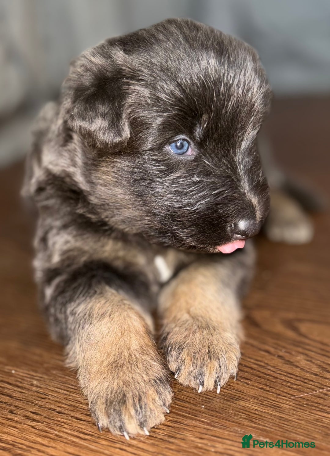 German Shepherd dogs for sale: Blue & Isabella German Shepherd Puppies For Sale  - Image 18