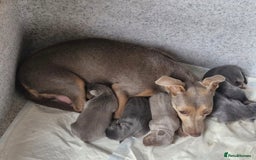 Jack Russell dogs for sale: Miniature Lilac & Blue Jack Russell puppies  - Image 1