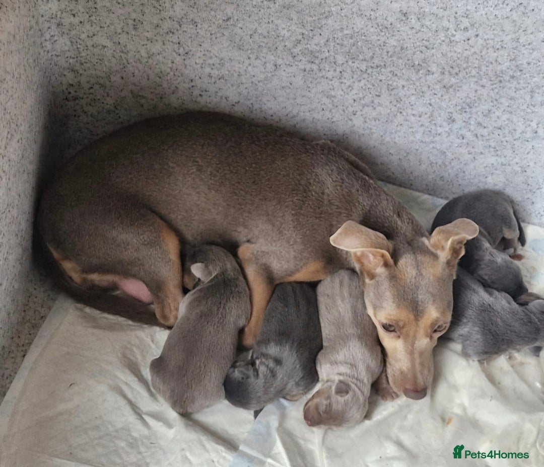 Jack Russell dogs for sale: Miniature Lilac & Blue Jack Russell puppies  - Image 1