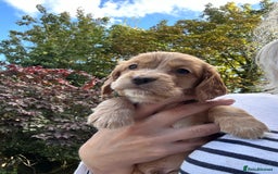 Cocker Spaniel dogs for sale: Upcoming Litter: KC Working Cocker Puppies - Image 31
