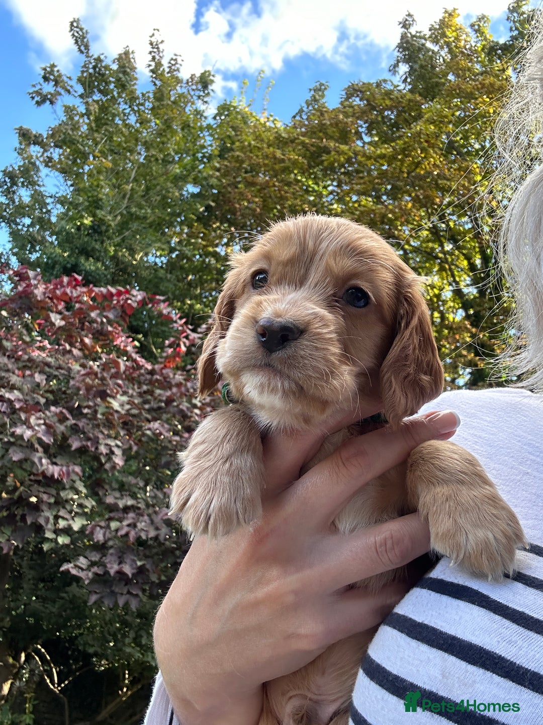 Cocker Spaniel dogs for sale: Upcoming Litter: KC Working Cocker Puppies - Image 31