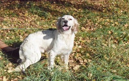 English Setter dogs for adoption: Boss  - Image 8